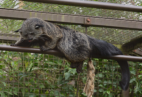 Binturong (Bearcat)