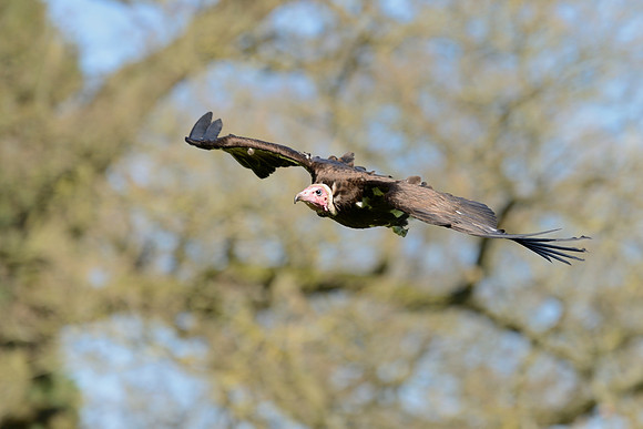 Hooded Vulture