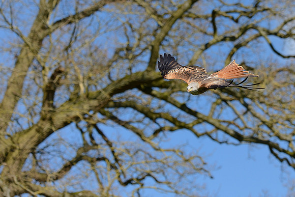 Red Kite