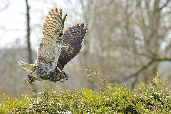 Great Horned Owl ("Desmond")