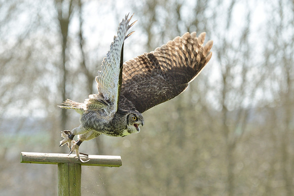 Great Horned Owl ("Desmond")