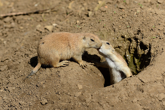 Prairie Dogs