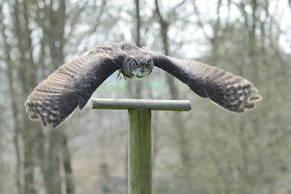 Great Horned Owl ("Desmond")