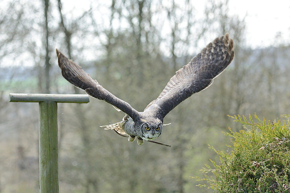 Great Horned Owl ("Desmond")