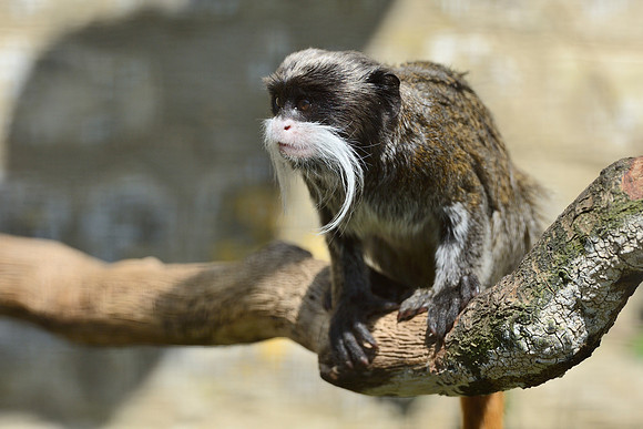 Emperor Tamarin