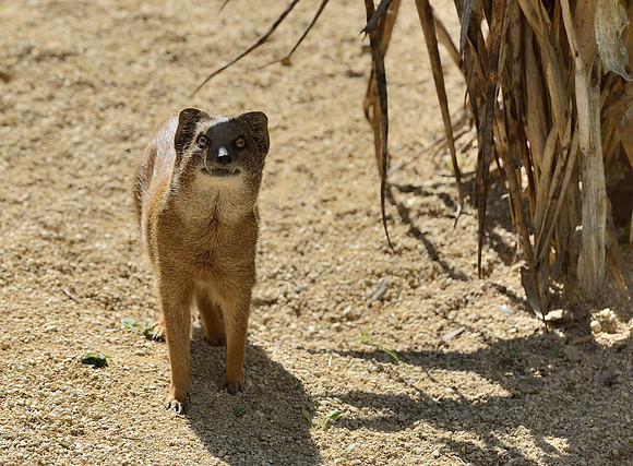Yellow Mongoose