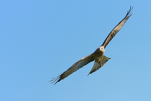 Black Kite