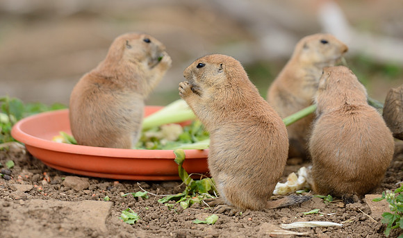 Prairie Dogs