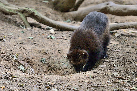 Wolverine