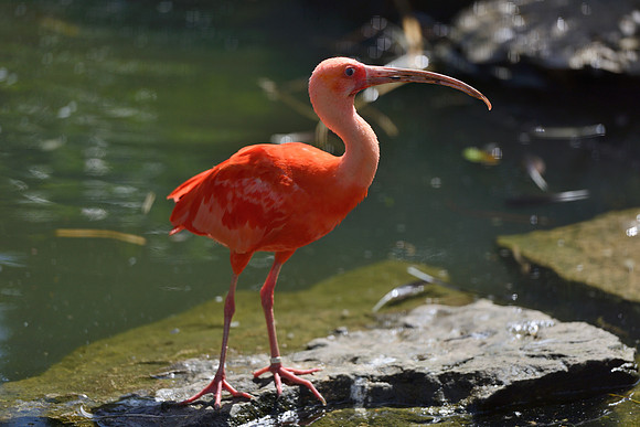 Scarlet Ibis