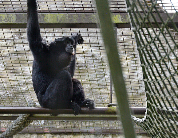 Siamang