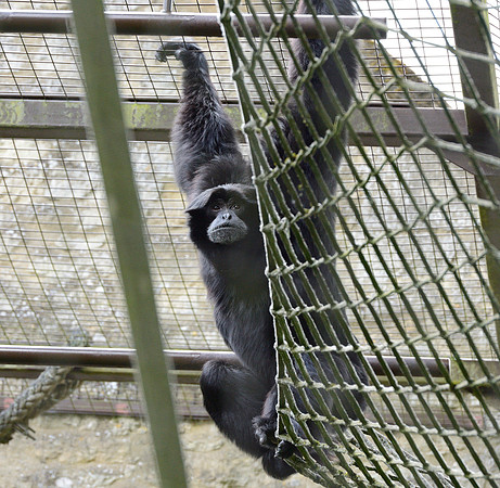 Siamang