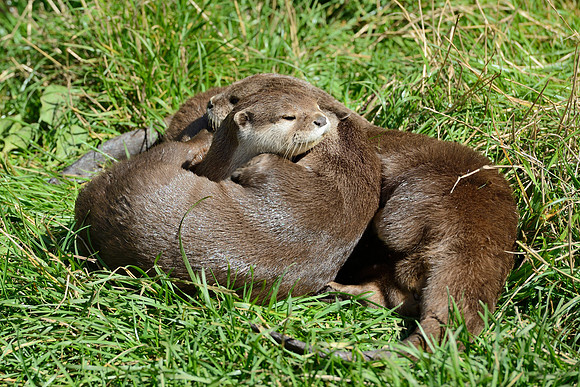 Otters