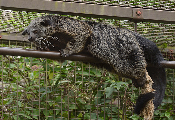 Binturong (Bearcat)