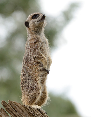 Meerkat