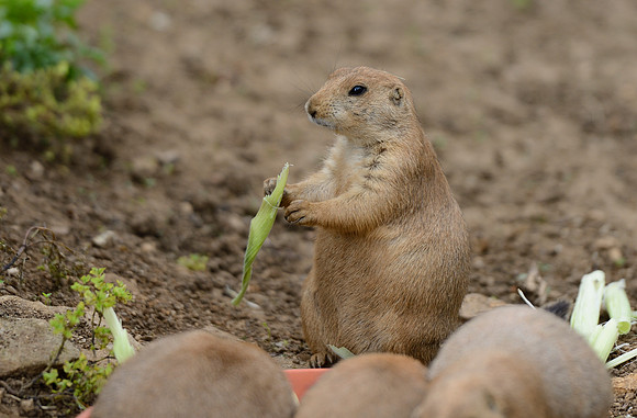 Prairie Dogs