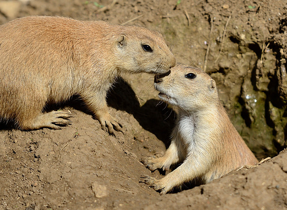 Prairie Dogs