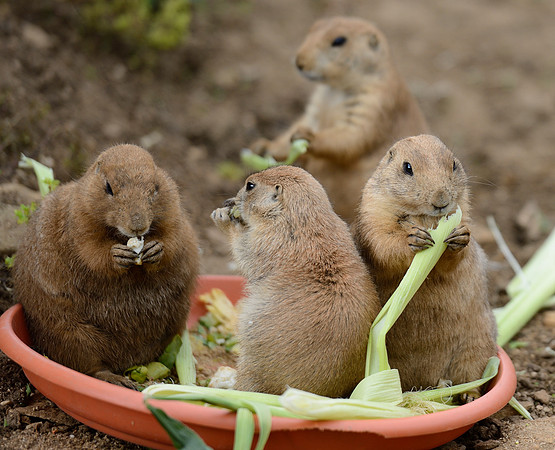 Prairie Dogs