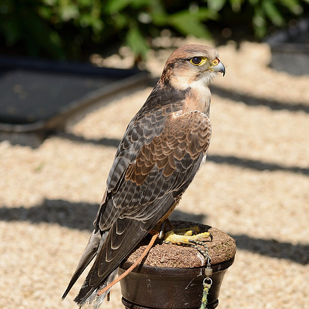 Lanner Falcon ("Roy")