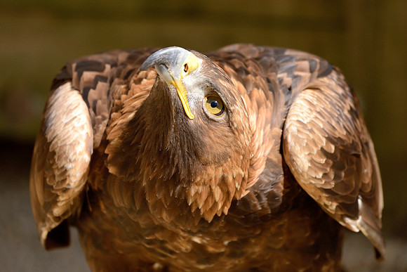 Golden Eagle ("Rob")