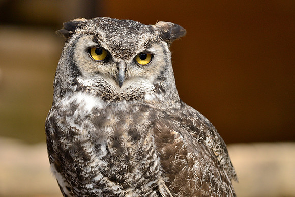 Great Horned Owl ("Desmond")