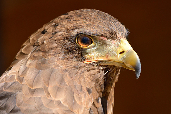 Bateleur Eagle