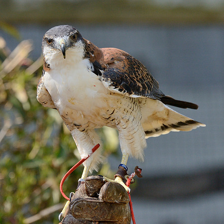 Red Backed Hawk ("Felix")