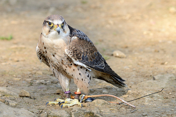Lanner Falcon ("Roy")