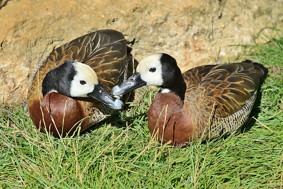 White Faced Whistling Ducks