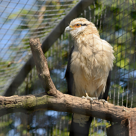 Yellow Headed Caracara