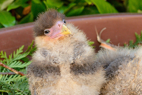 Crested Caracaras chicks