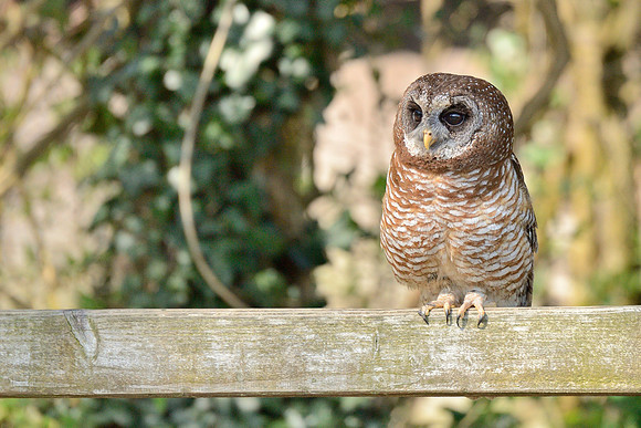 African Wood Owl ("Georgie")