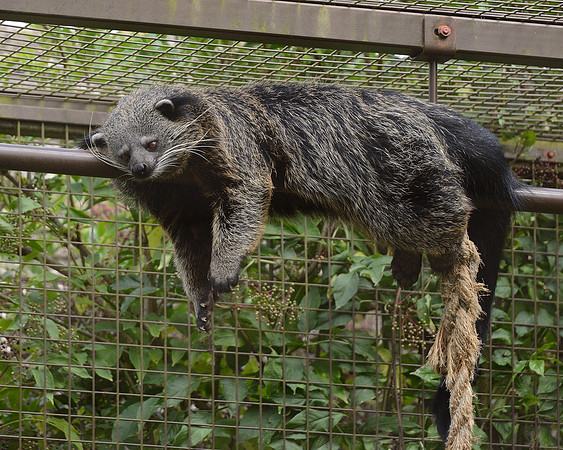 Binturong (Bearcat)