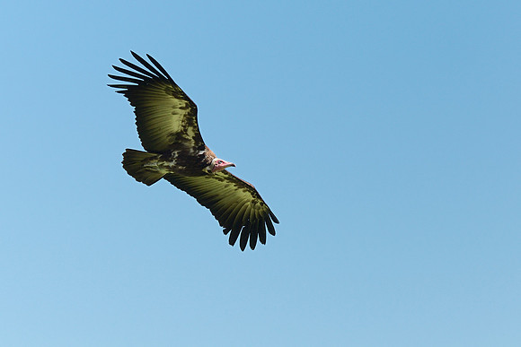 Hooded Vulture