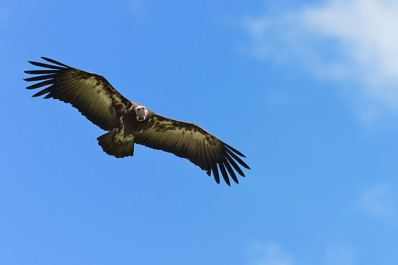 Hooded Vulture