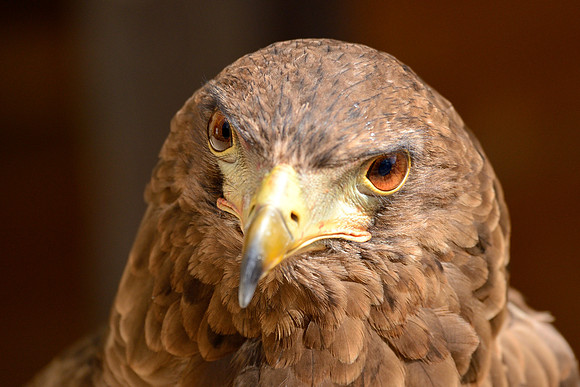 Bateleur Eagle