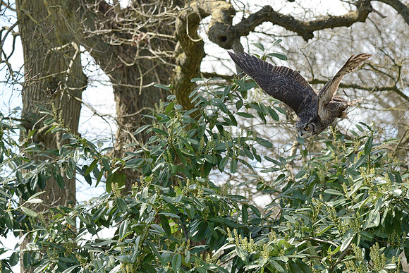 Great Horned Owl ("Desmond")