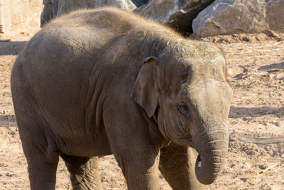 Asian Elephants