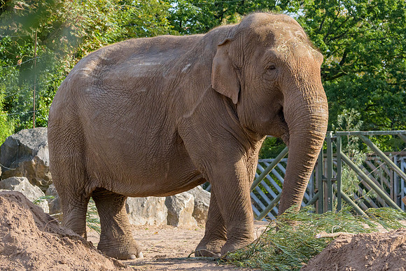 Asian Elephants