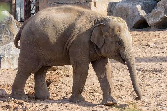 Asian Elephants