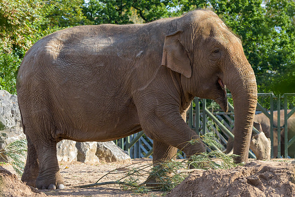 Asian Elephants