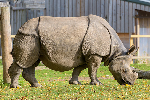 Greater One Horned Rhino