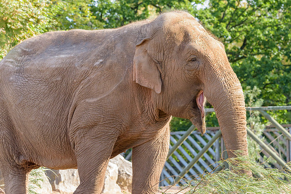 Asian Elephants