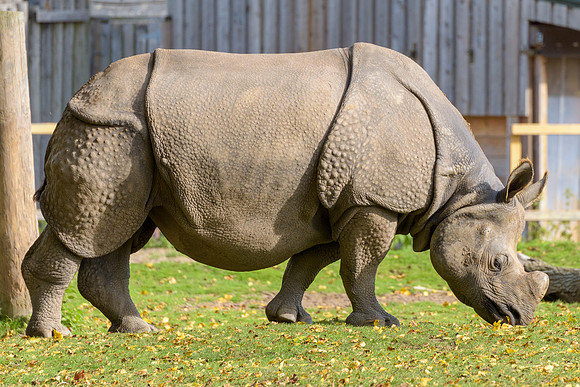 Greater One Horned Rhino