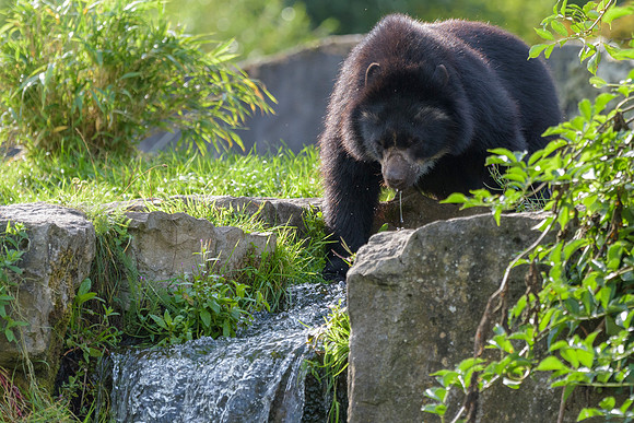 Andean Bear