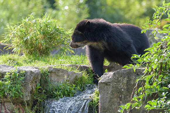 Andean Bear