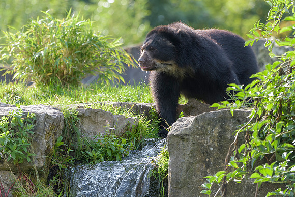 Andean Bear