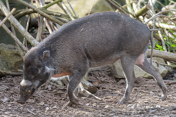 Visayan Warty Pig