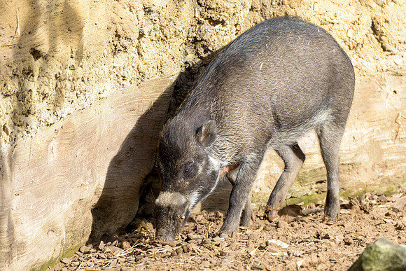 Visayan Warty Pig