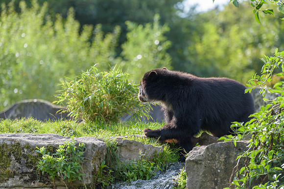 Andean Bear